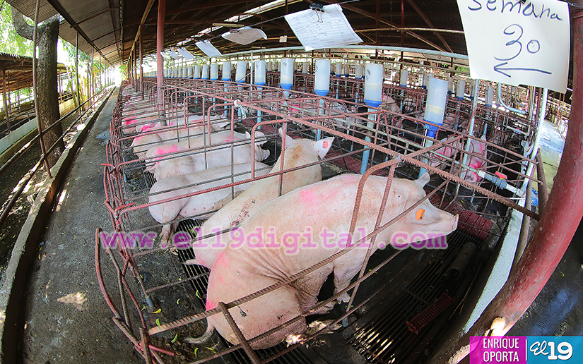 matadero